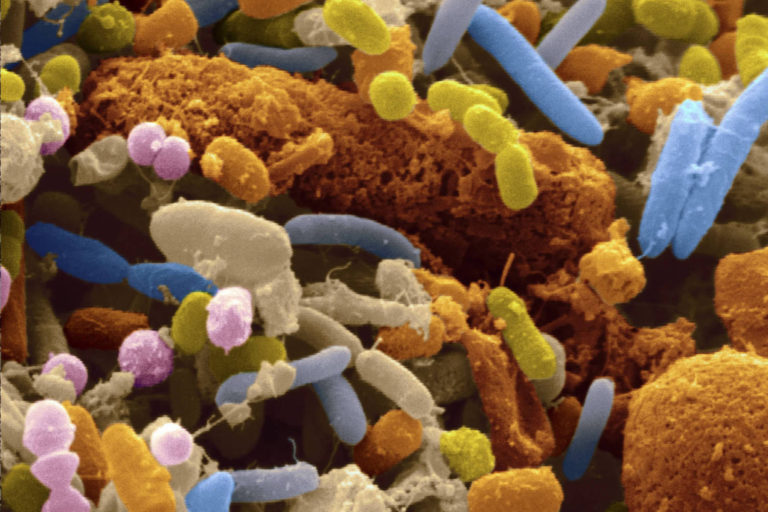 Bacteriile din intestin joaca un rol important in absorbtia medicamentelor