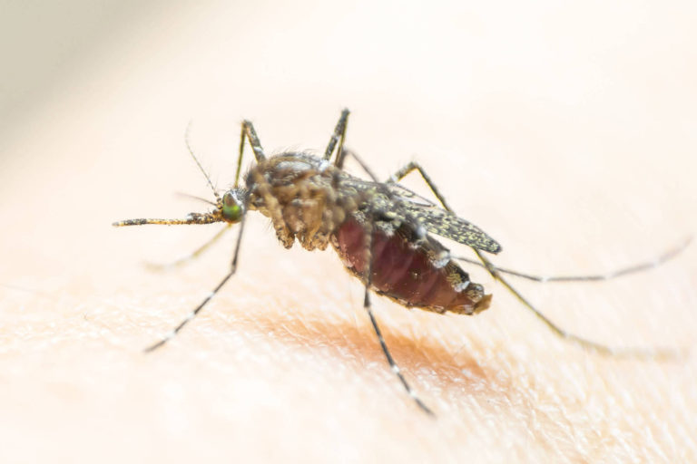 Ministerul Sanatatii recomanda o serie de masuri pentru prevenirea infectiilor cauzate de intepaturile de tantari
