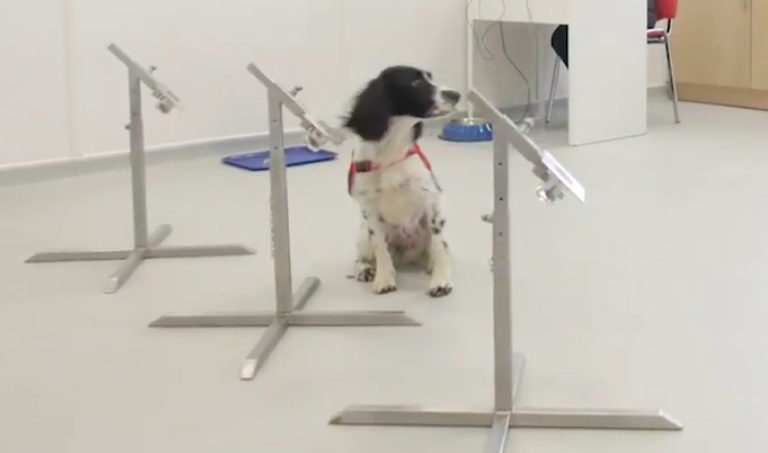 Câini antrenaţi pentru a detecta pasagerii infectaţi cu SARS-CoV-2, testați la aeroportul din Helsinki