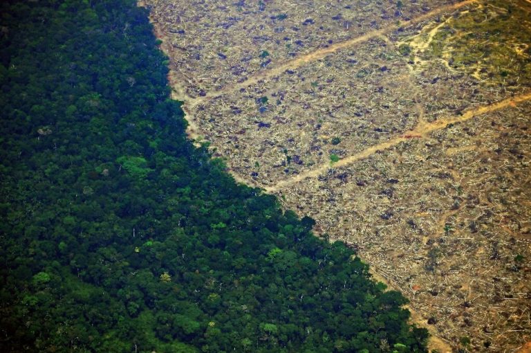 Intervenția umană în jungla amazoniană va duce la răspândirea altor virusuri, avertizează un cercetător brazilian