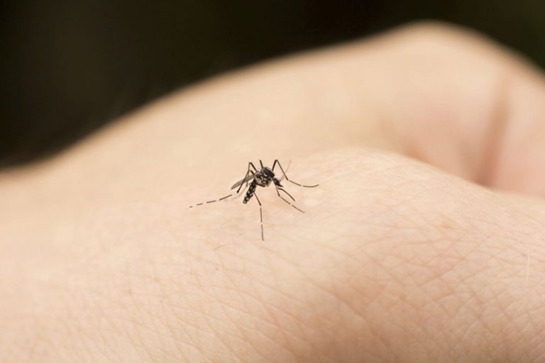 SARS-CoV-2 nu este transmis de țânțari, potrivit unui studiu