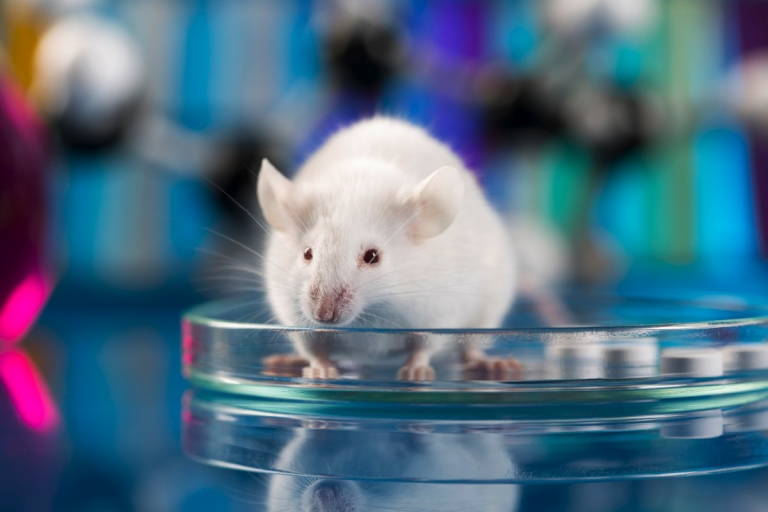 Un vaccin dezvoltat în SUA pentru SARS-CoV-2 a produs imunitate la şoareci şi macaci, potrivit unui studiu