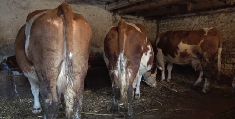 Alertă de antrax: Trei bărbați se află internați iar unul a suferit o intervenție chirurgicală