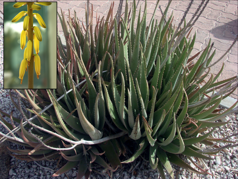 Aloe vera ajută digestia și vindecarea pielii, dar frunza întreagă poate fi toxică